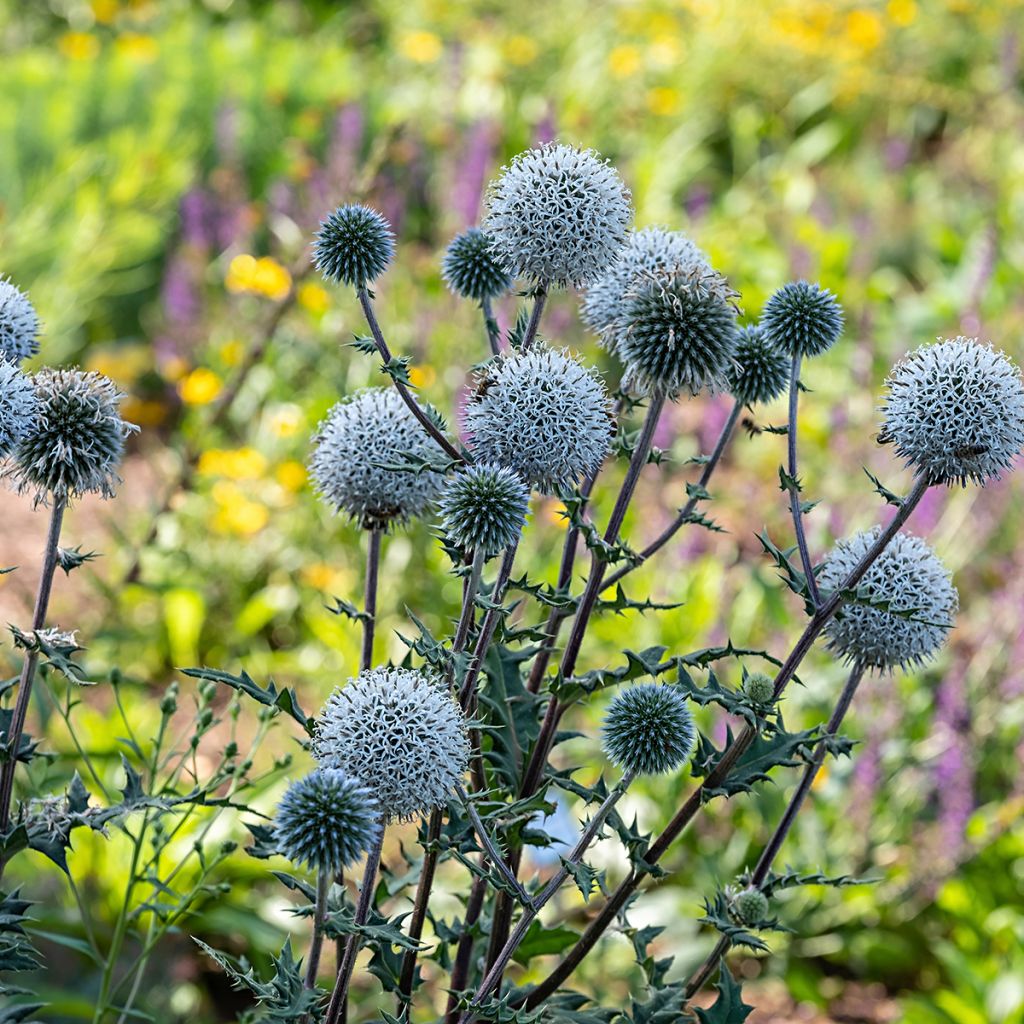 Chardon boule - Echinops sphaerocephalus Arctic Glow