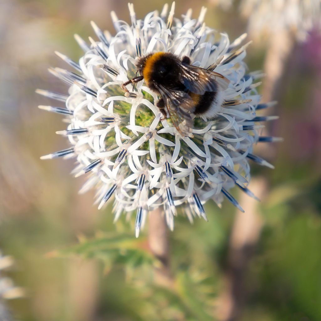 Chardon boule - Echinops sphaerocephalus Arctic Glow