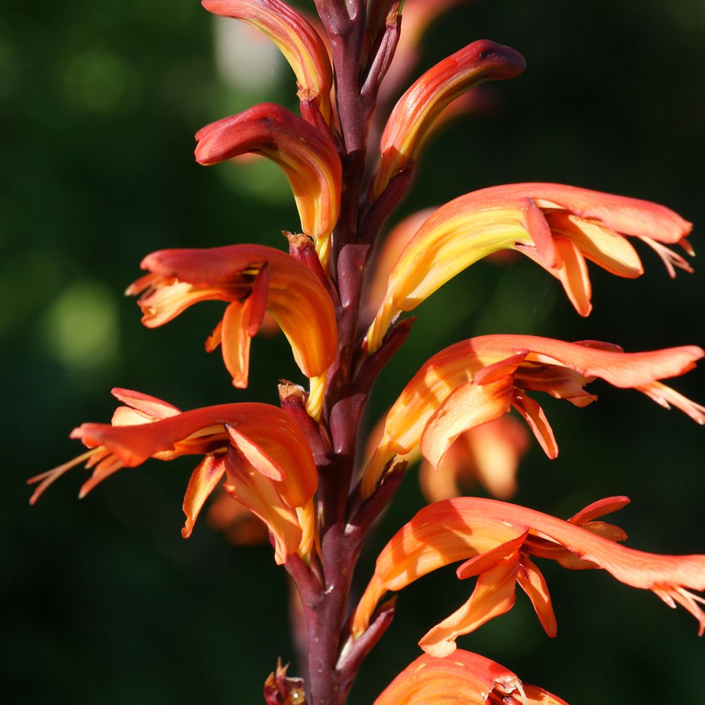 Chasmanthe floribunda