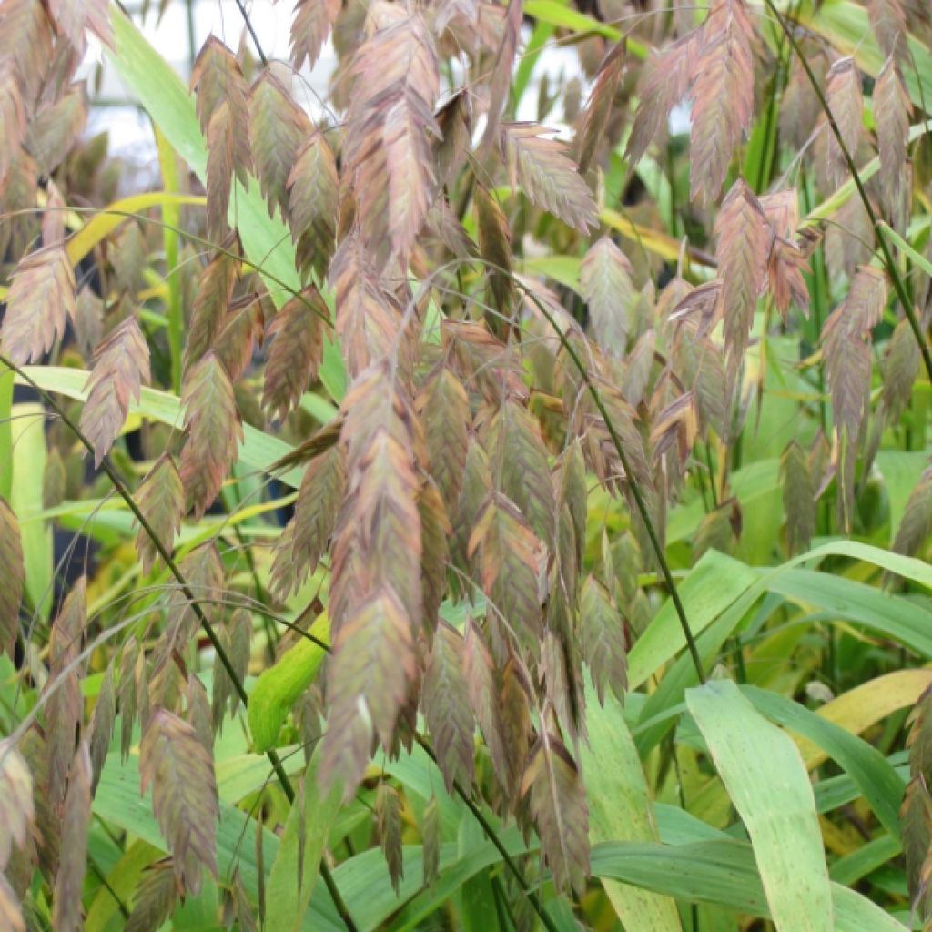 Chasmanthium latifolium - Uniola latifolia