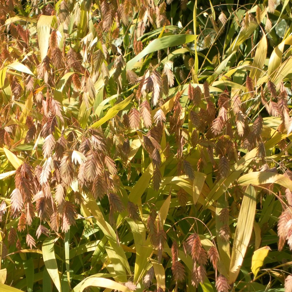 Chasmanthium latifolium - Uniola latifolia