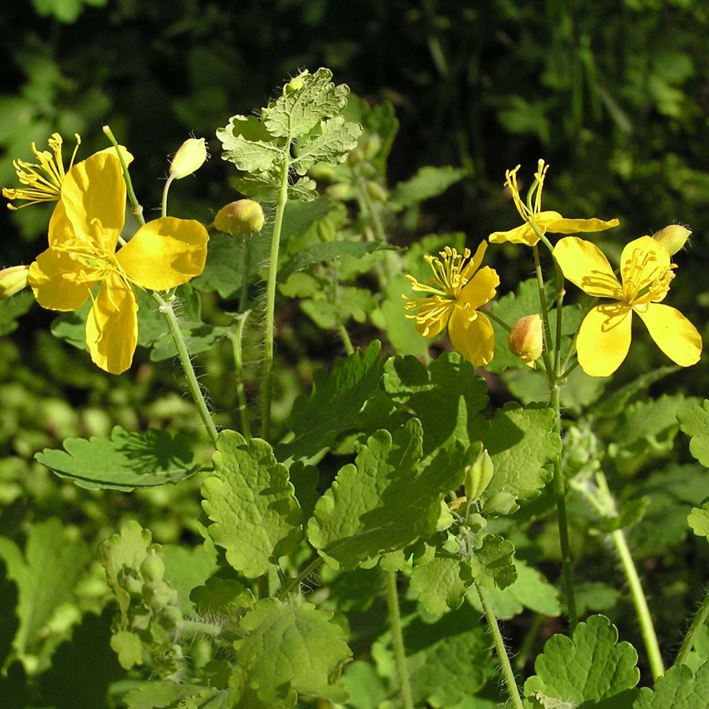 Chelidoine - herbe aux verrues (Chelidonium majus)