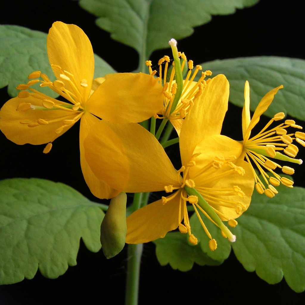 Chelidoine - herbe aux verrues (Chelidonium majus)