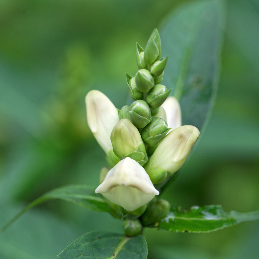 Chelone glabra, Galane