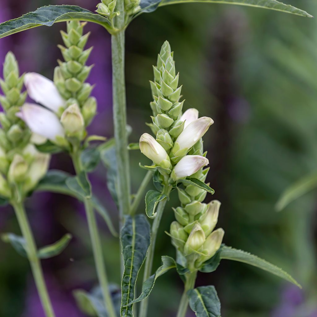 Chelone glabra, Galane