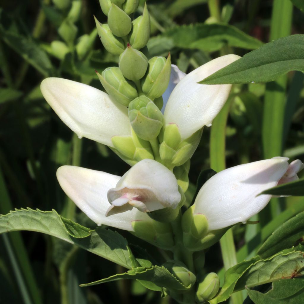 Chelone glabra, Galane