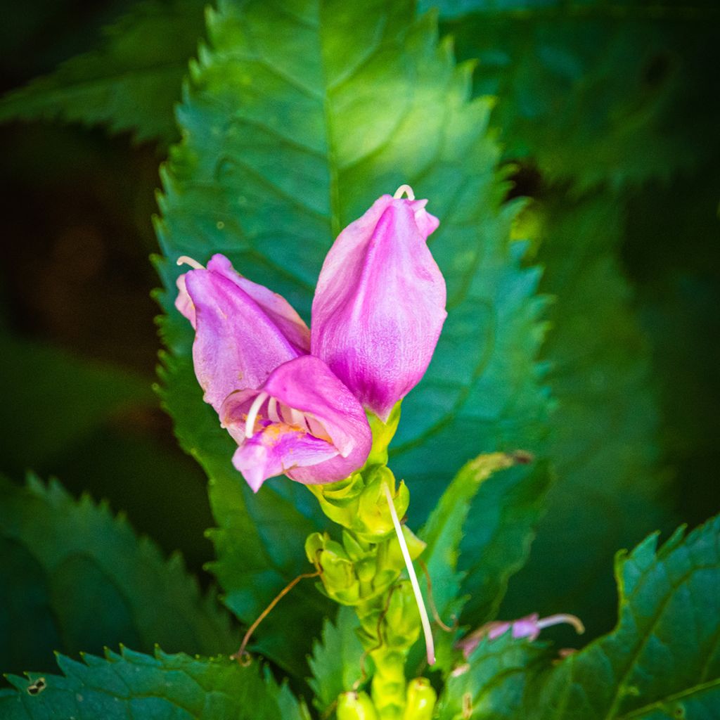 Chelone lyonii Hot Lips - Galane