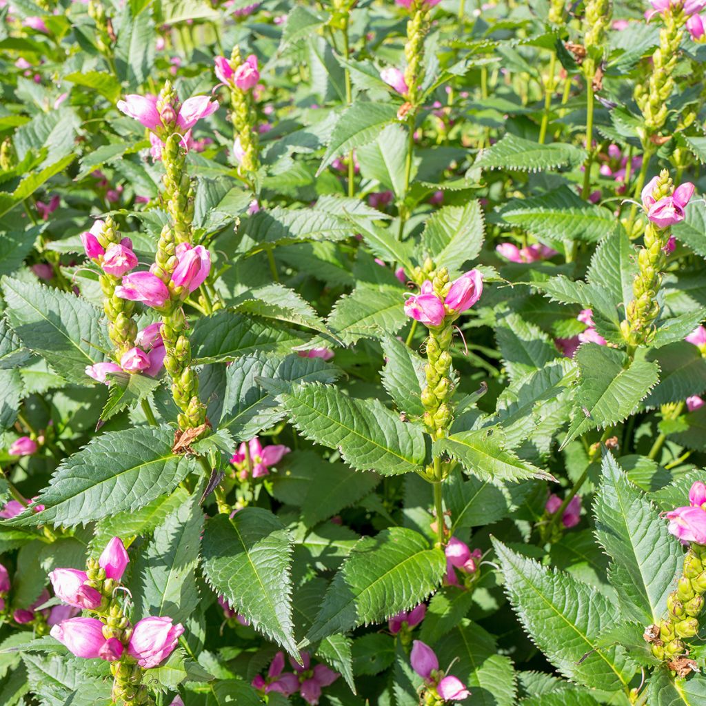 Chelone obliqua - Galane oblique