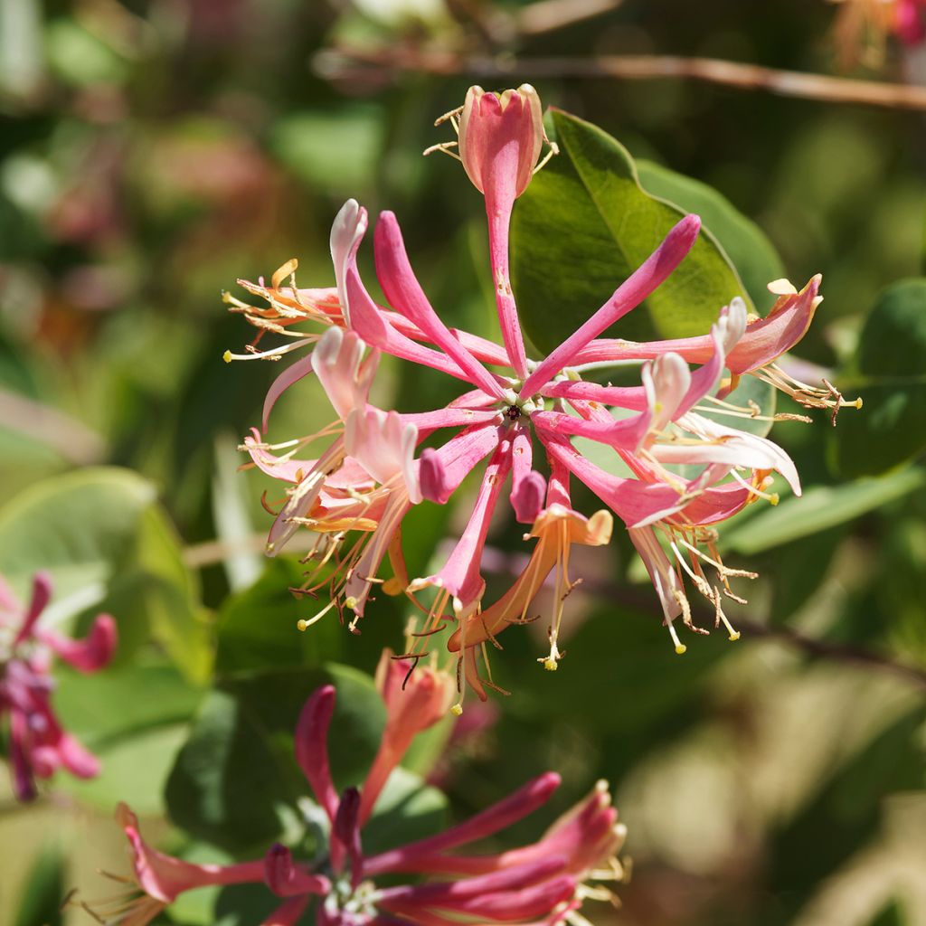 Chèvrefeuille - Lonicera x heckrottii