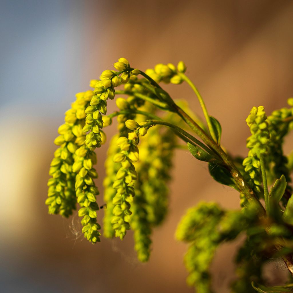 Chiastophyllum oppositifolium - Goutte d'Or