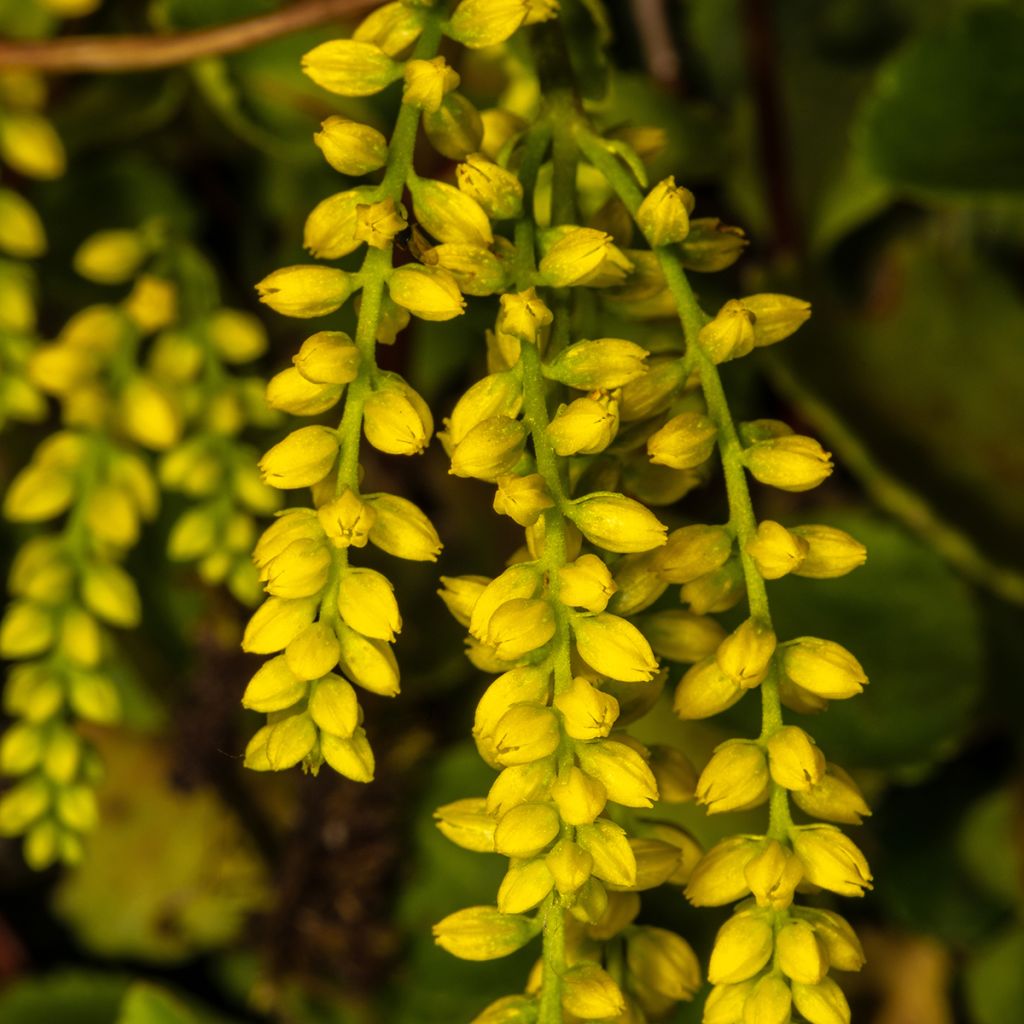 Chiastophyllum oppositifolium - Goutte d'Or