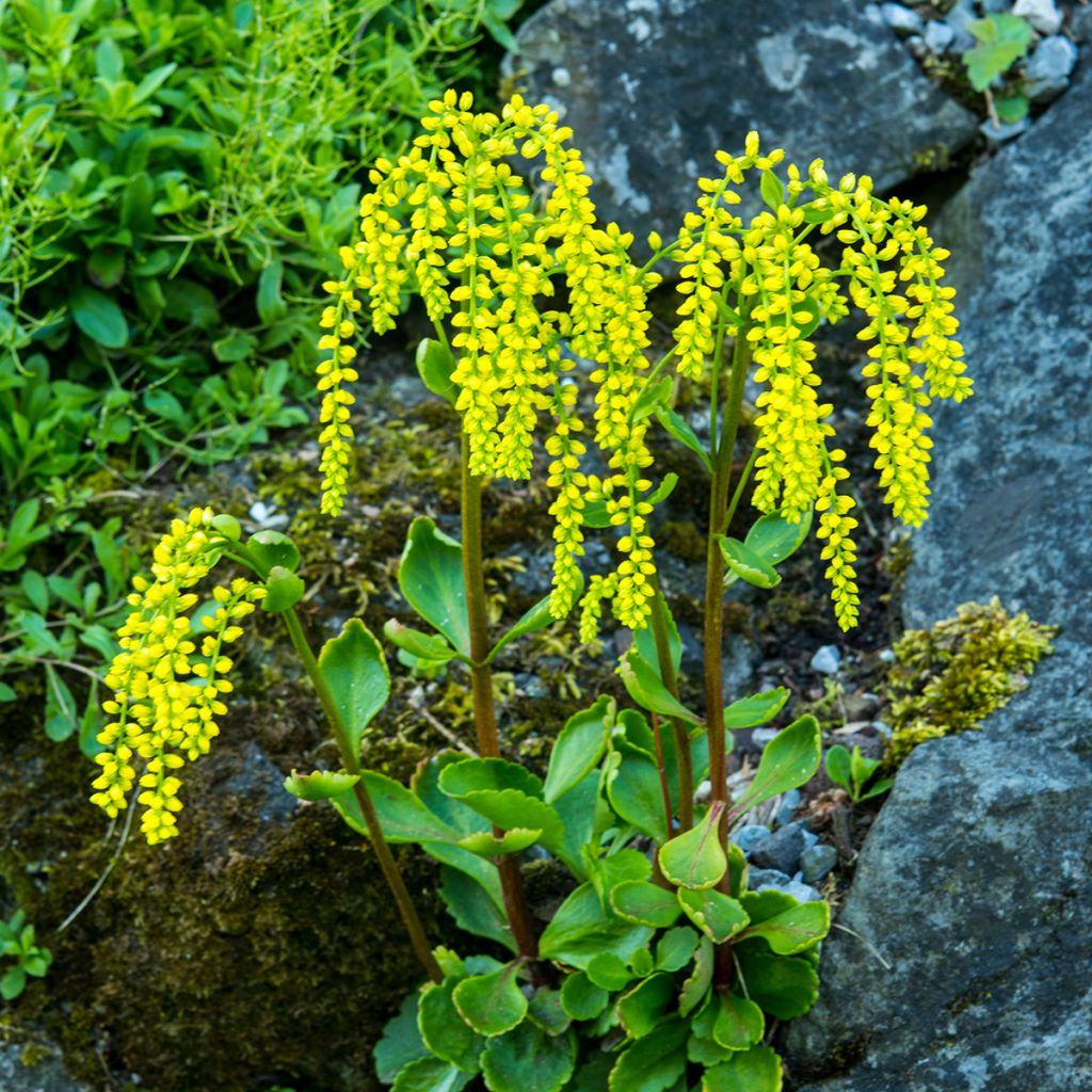 Chiastophyllum oppositifolium - Goutte d'Or