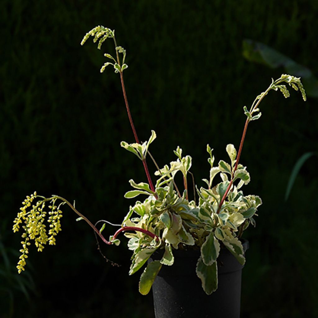 Chiastophyllum oppositifolium Variegatum - Goutte d'or panachée
