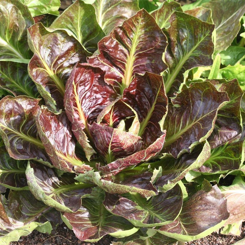 Chicorée Rossa di Treviso 4 précoce bio - Ferme de Sainte Marthe