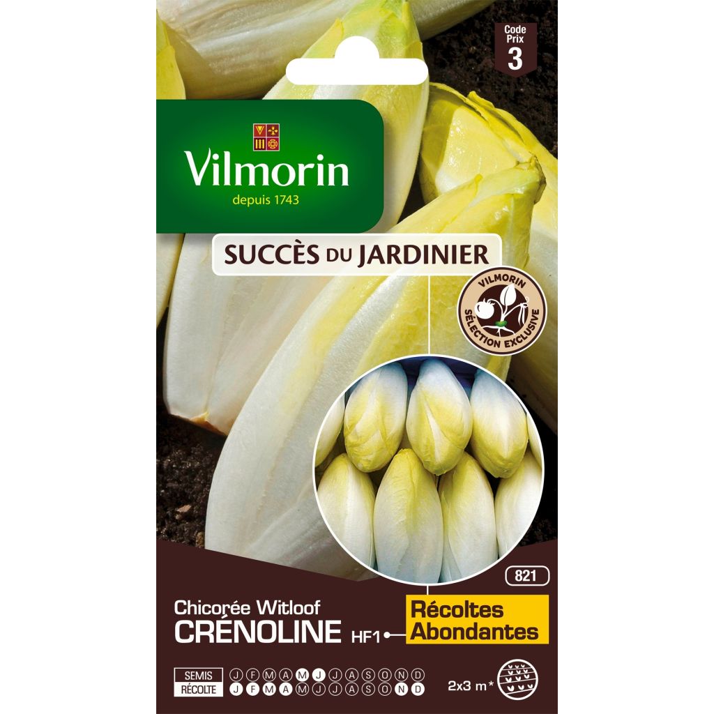 Chicorée Witloof (Endive) Crénoline F1 (création Vilmorin)   - Vilmorin