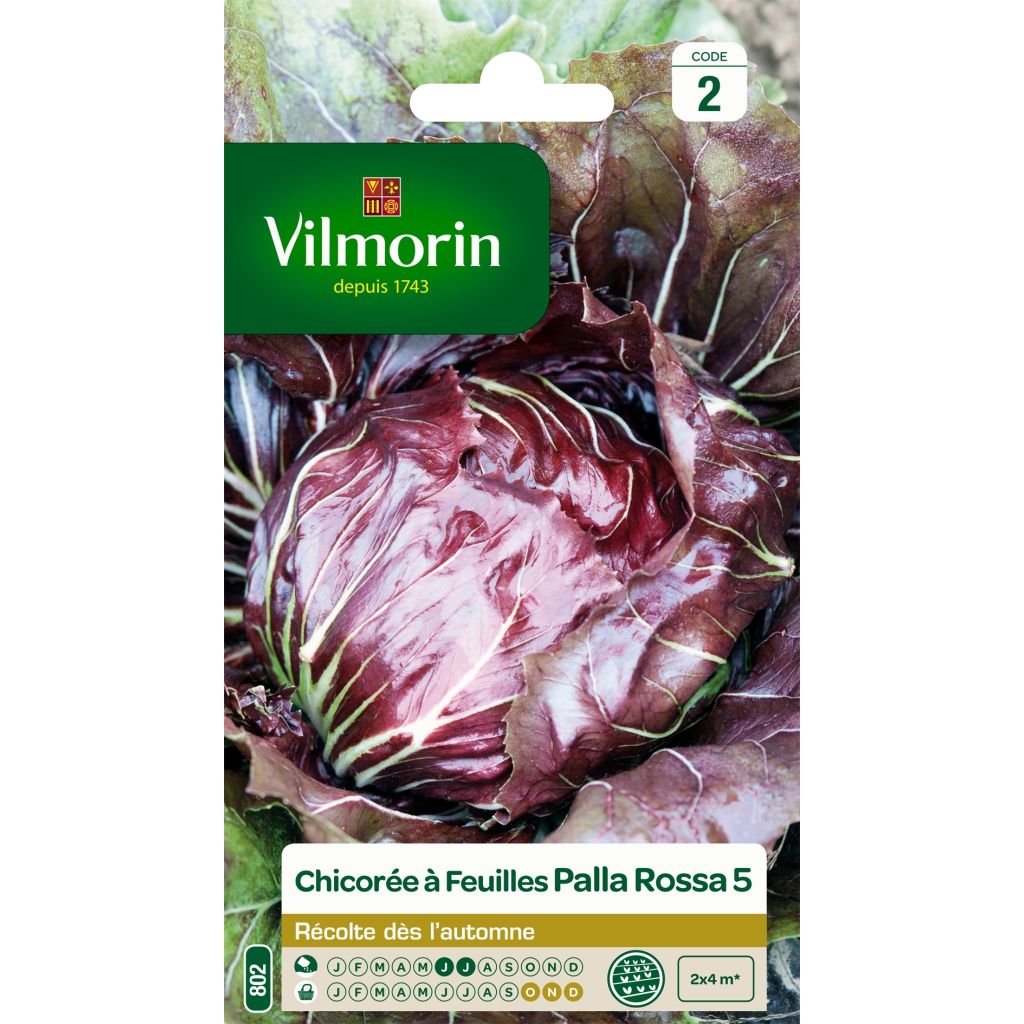 Chicorée à larges feuilles Palla Rossa - Vilmorin