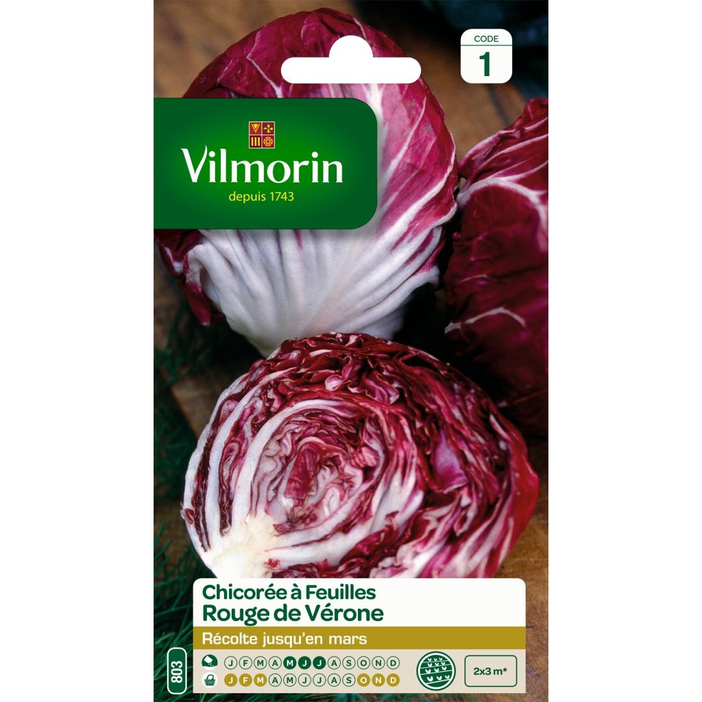Chicorée à larges feuilles Rouge de Vérone - Vilmorin