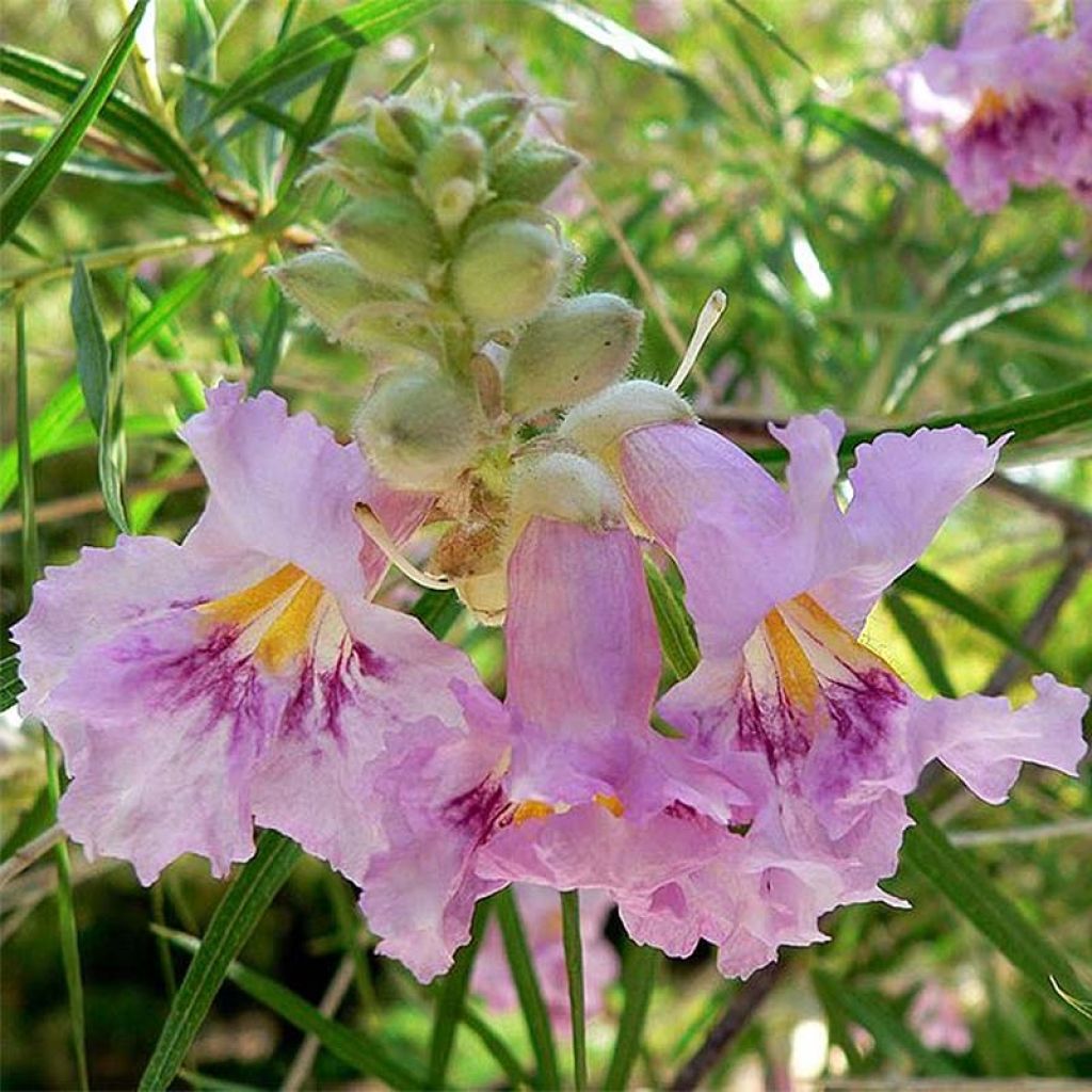 Chilopsis linearis - Saule du désert