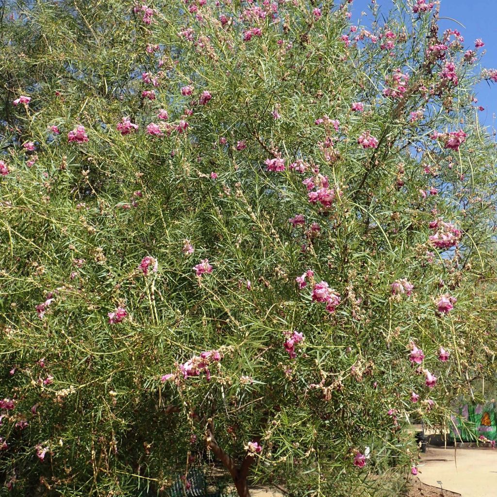 Chilopsis linearis - Saule du désert