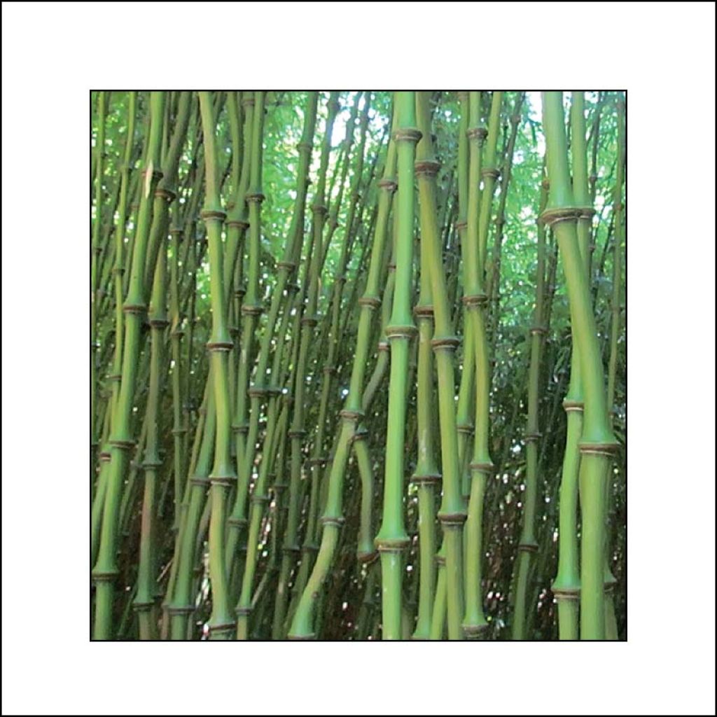 Chimonobambusa tumidissinoda Macrophylla - Bambou moyen