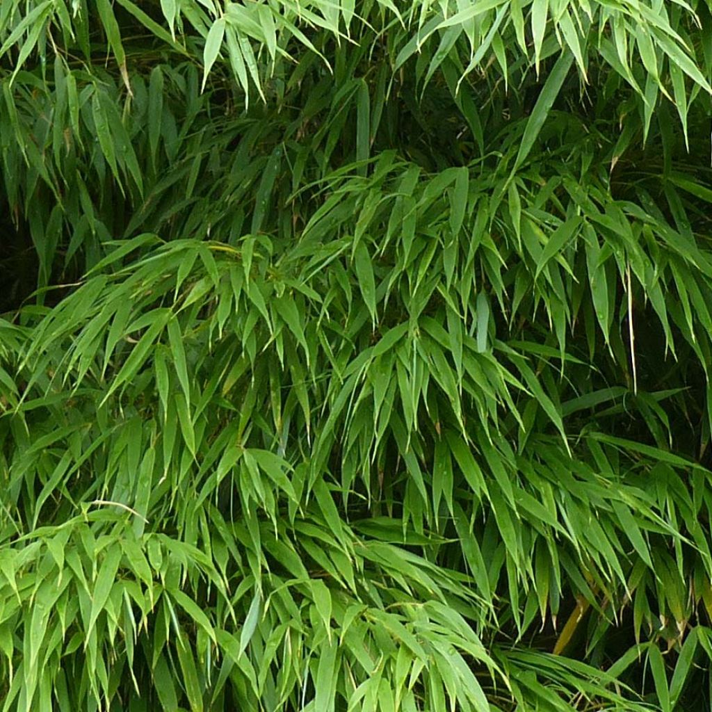 FEUILLE DÉCORATIVE BAMBOU BANANIER - Au Bonheur d'Emilie