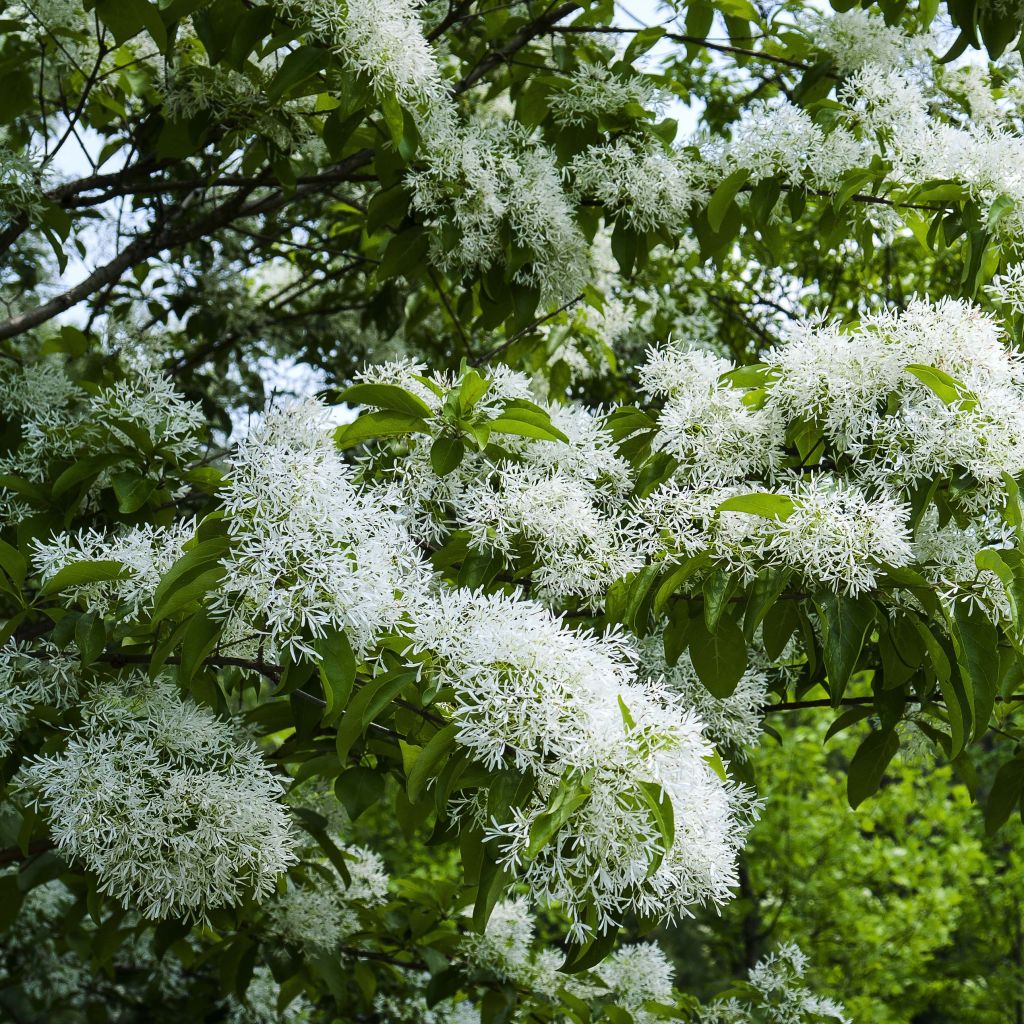 CHIONANTHUS retusus (Chionanthe, arbre de neige de Chine, arbre à franges)