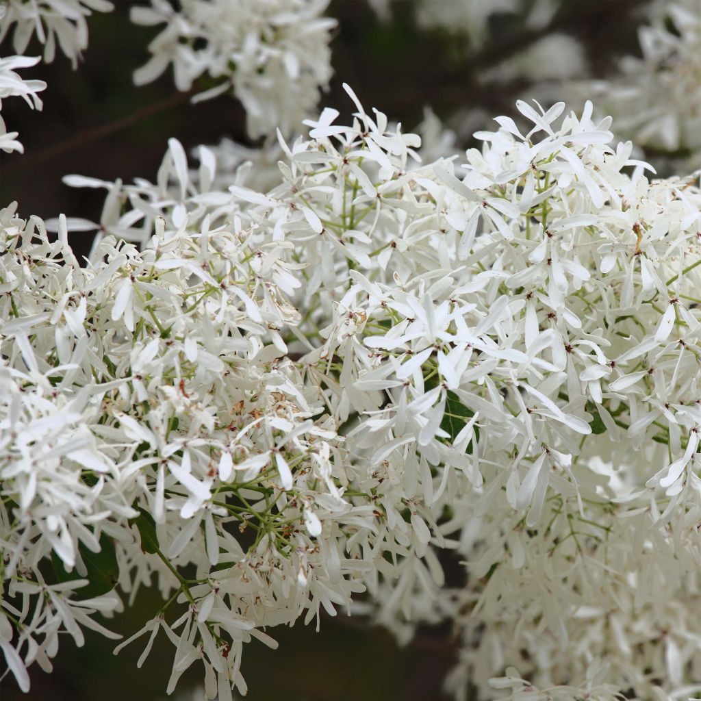 CHIONANTHUS retusus (Chionanthe, arbre de neige de Chine, arbre à franges)