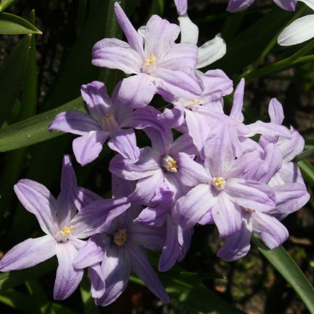 Chionodoxa forbesii Violet Beauty