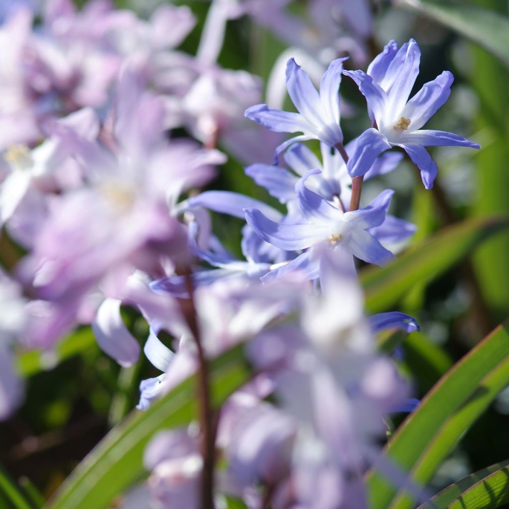 Chionodoxa en mélange - Gloire des Neiges