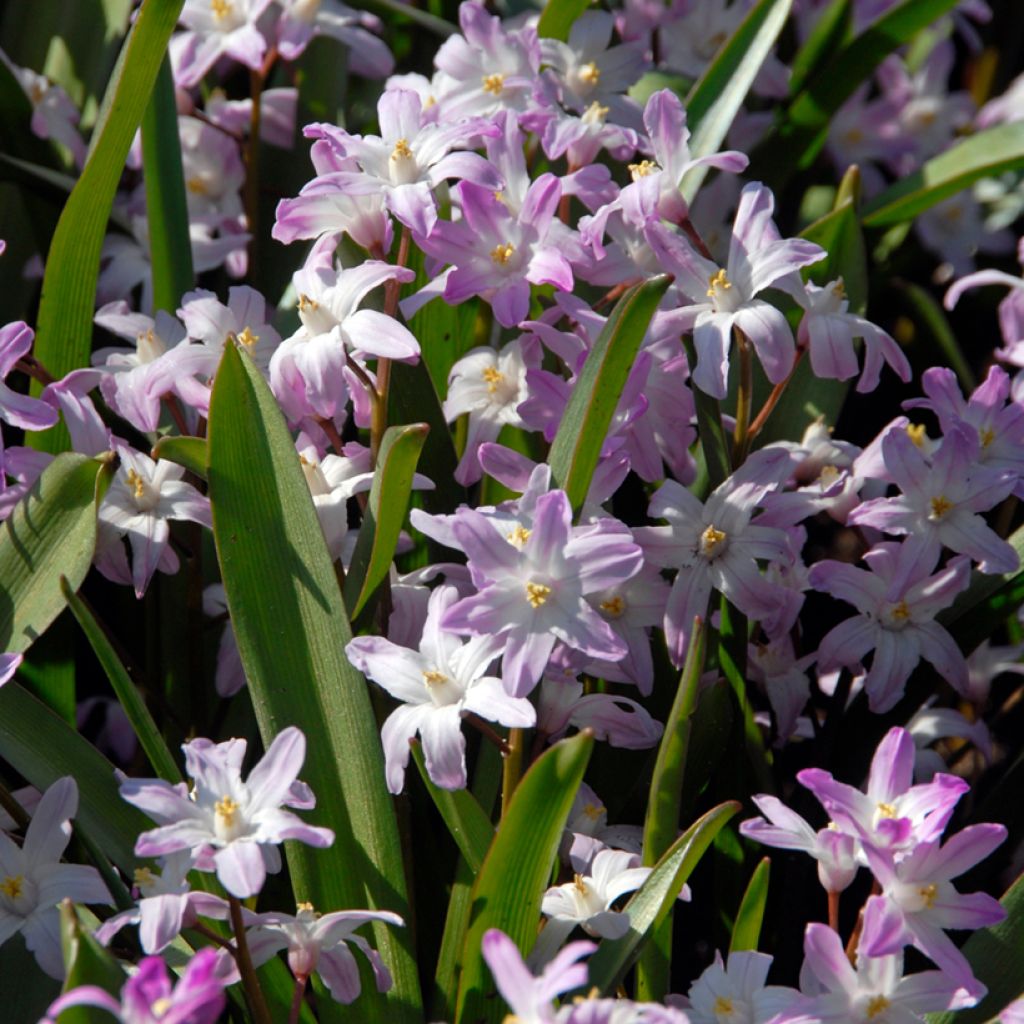 Chionodoxa forbesii Pink Giant