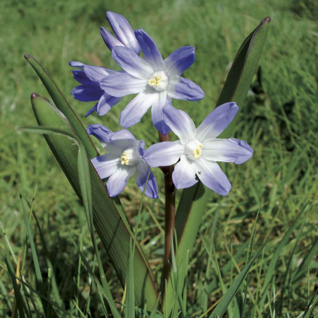 Chionodoxa Luciliae