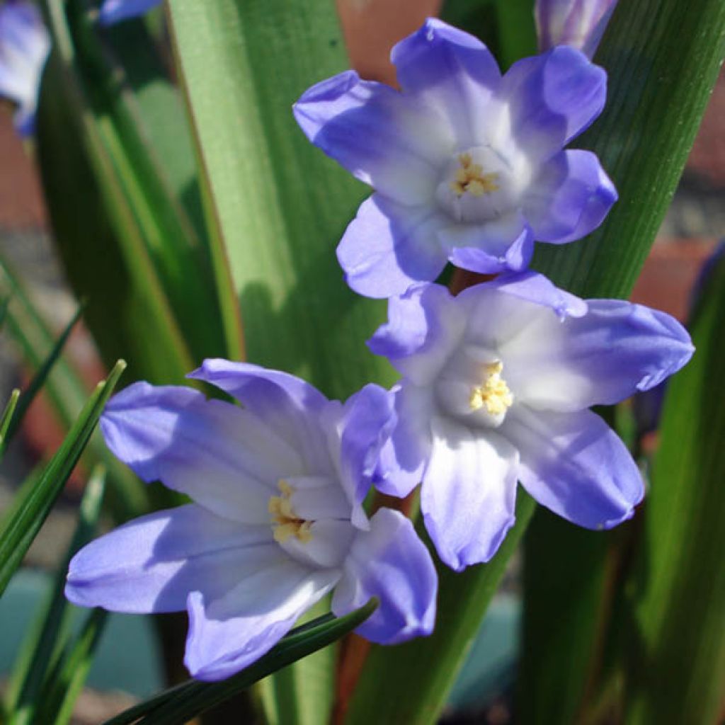 Chionodoxa Luciliae