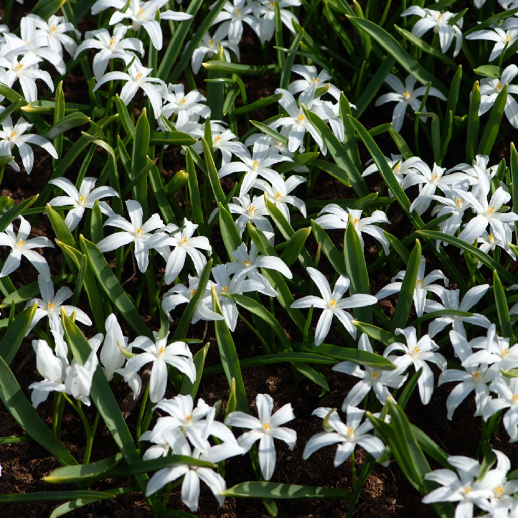 Chionodoxa luciliae Alba