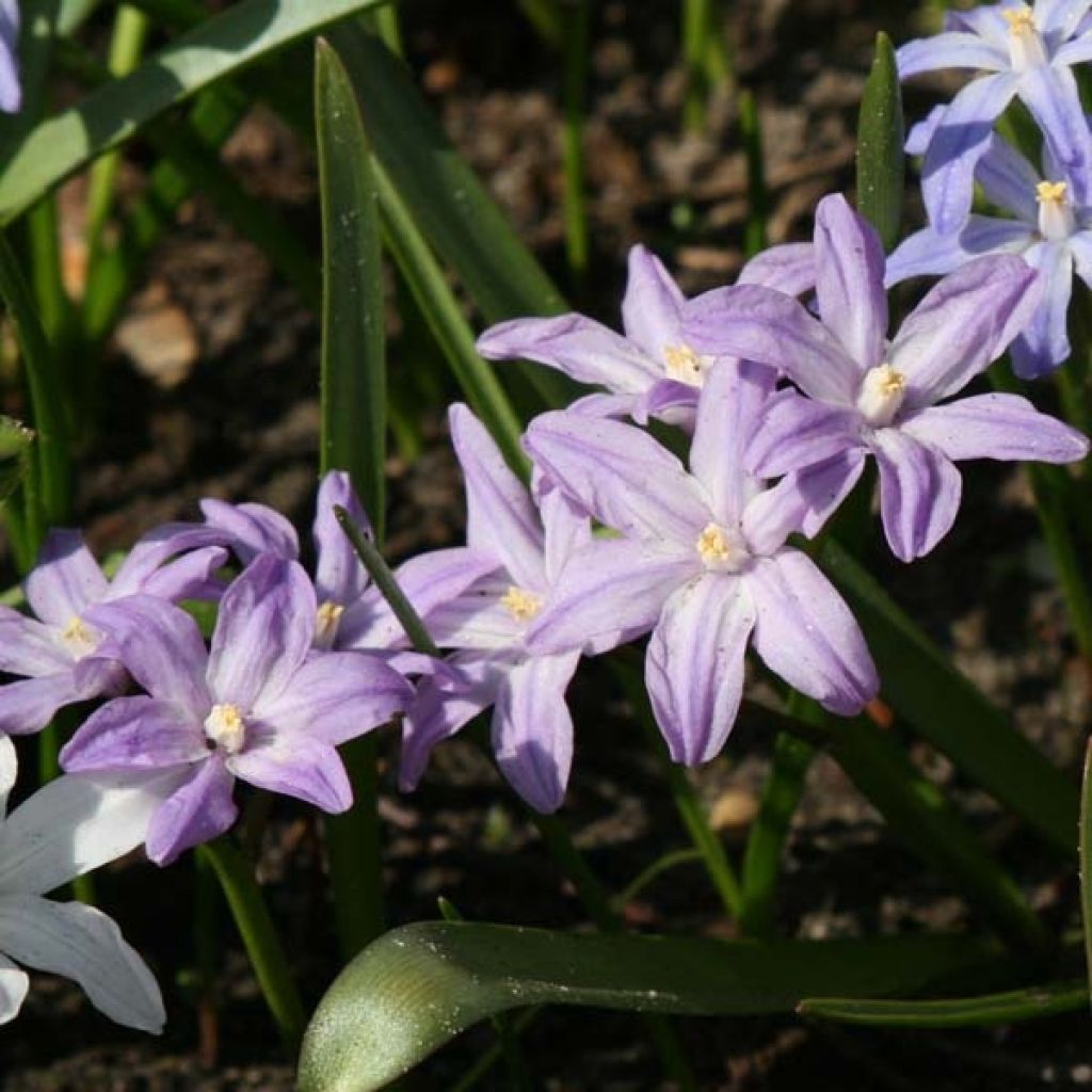 Chionodoxa forbesii Violet Beauty