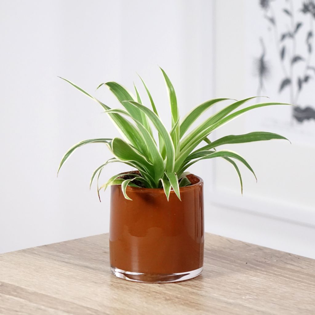 Chlorophytum Irish - Plante araignée
