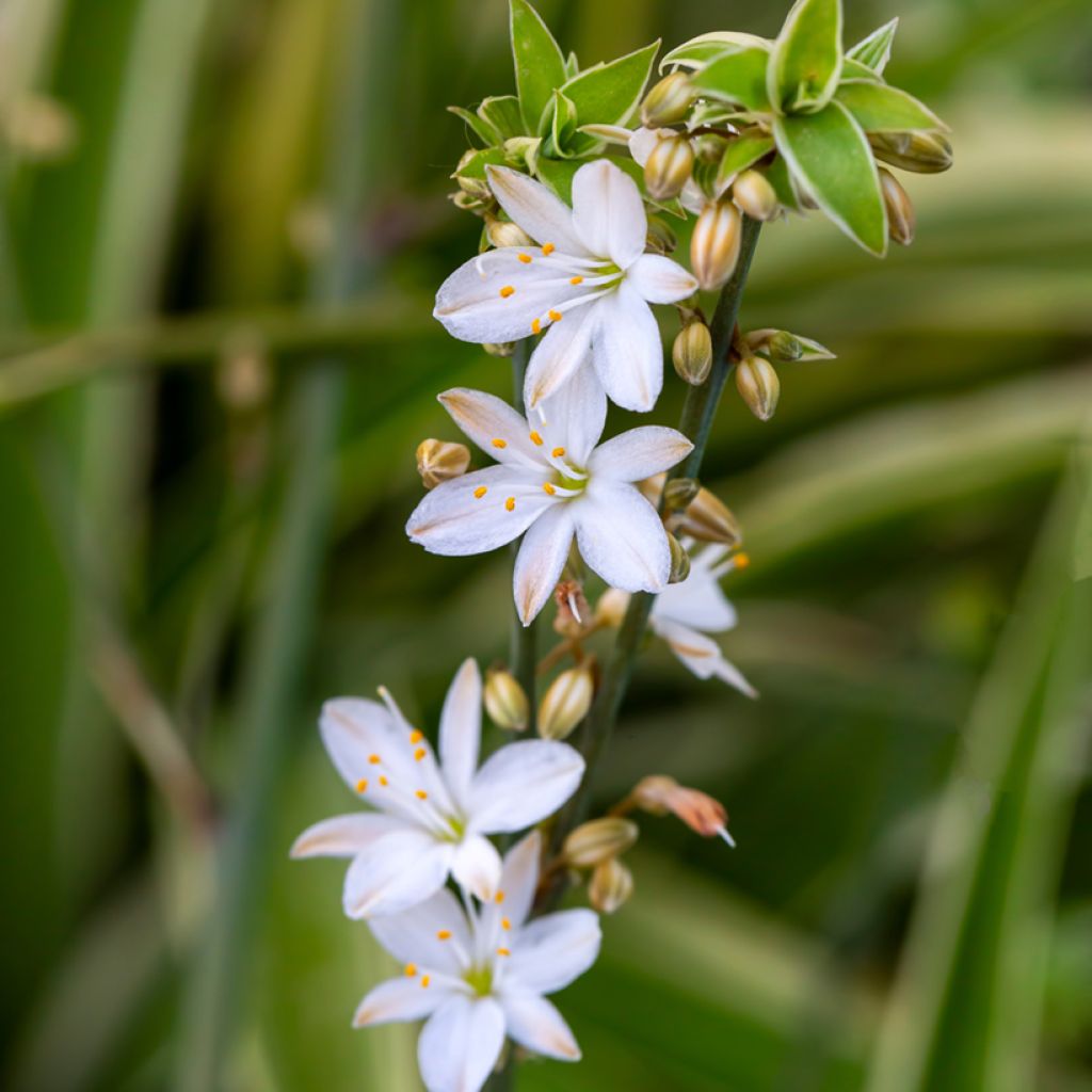 Chlorophytum Irish - Plante araignée