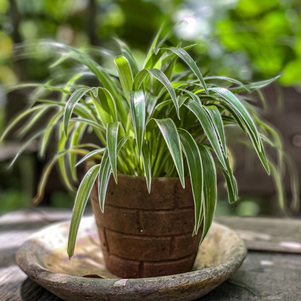 Chlorophytum Irish - Plante araignée