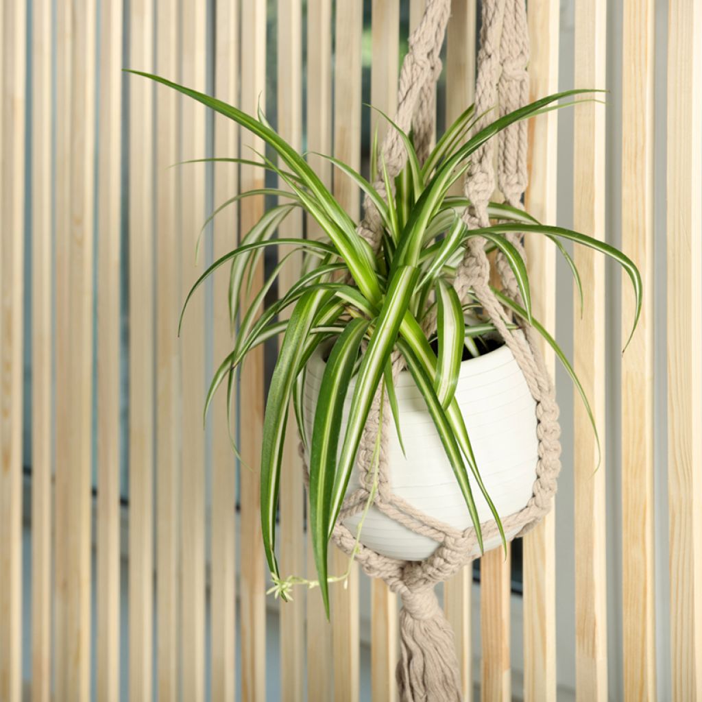 Chlorophytum Variegatum - Plante araignée panachée