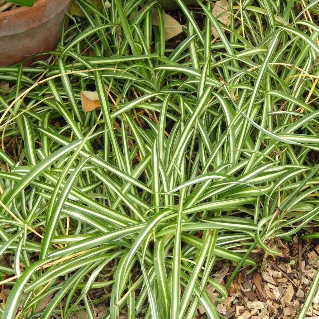 Chlorophytum nepalense – Graminée vivace à petites fleurs blanches en clochettes