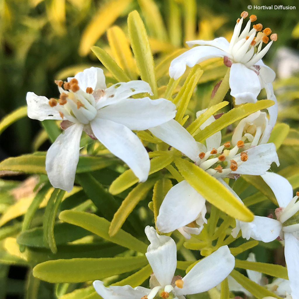 Choisya Little Honey Bee - Oranger du Mexique