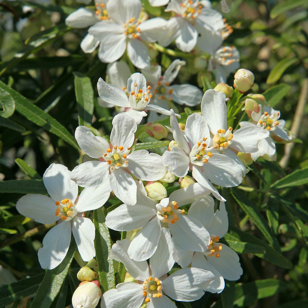 Choisya White Dazzler - Oranger du Mexique nain