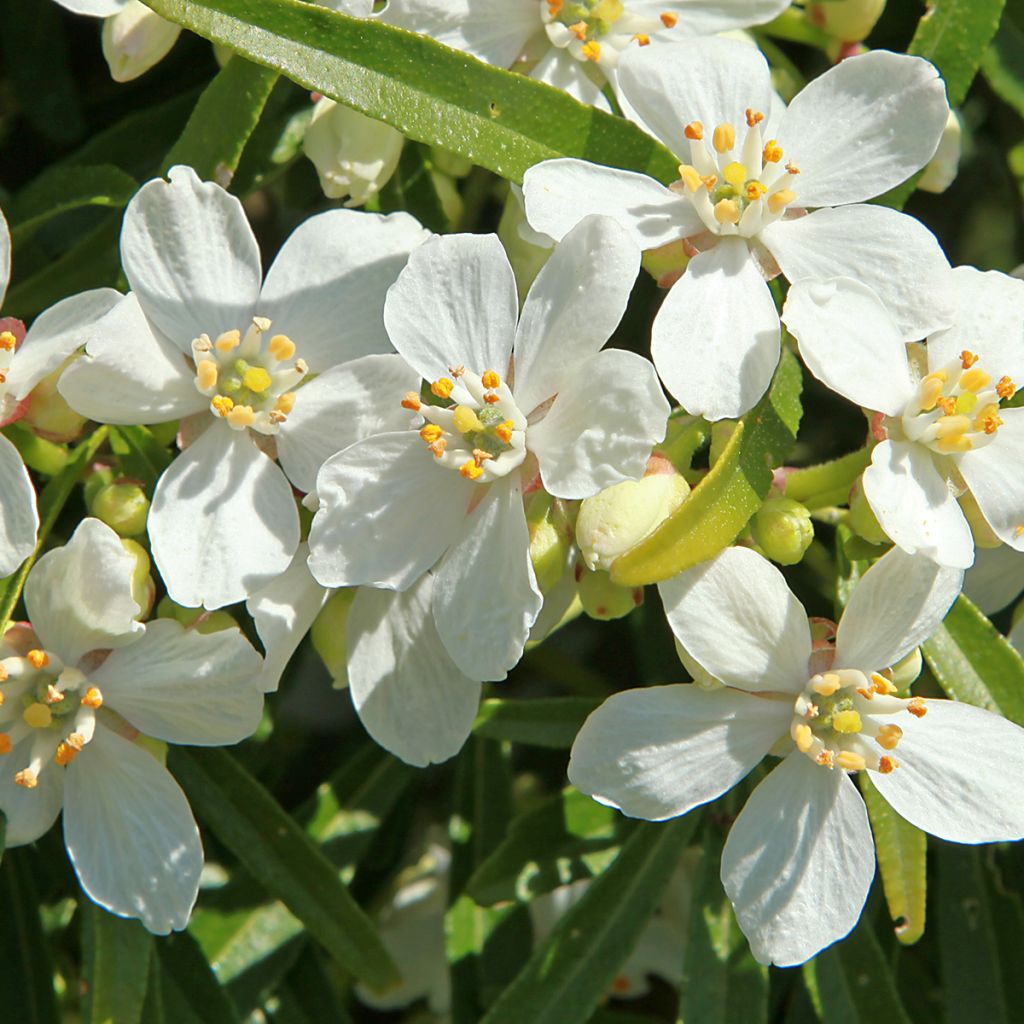 Choisya White Dazzler - Oranger du Mexique nain