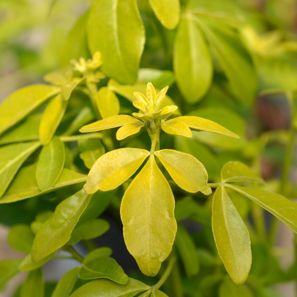 Choisya ternata Sundance - Oranger du Mexique