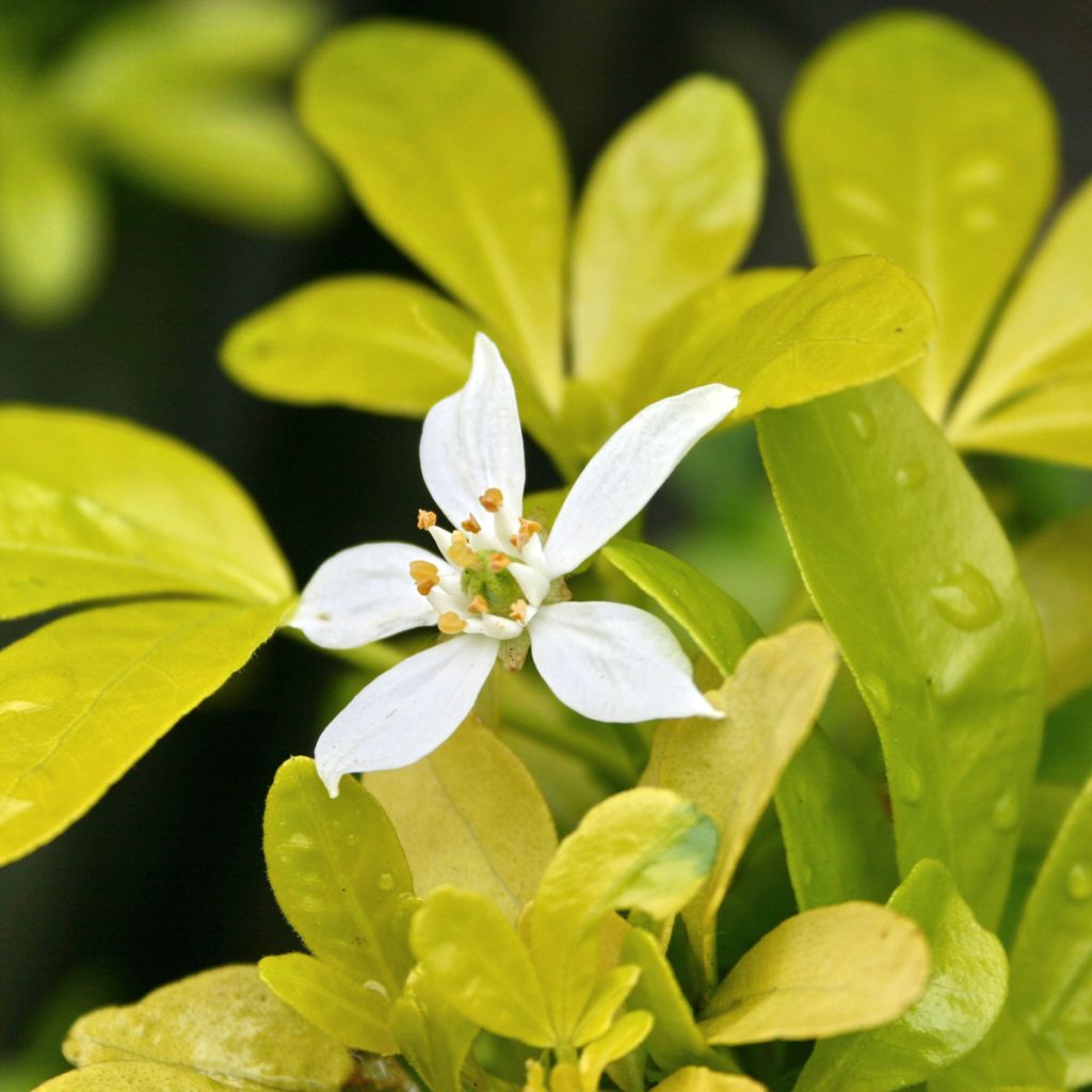 Choisya ternata Sundance - Oranger du Mexique