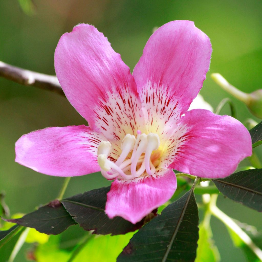 Chorisia ou Ceiba speciosa - Faux Kapokier, Arbre bouteille