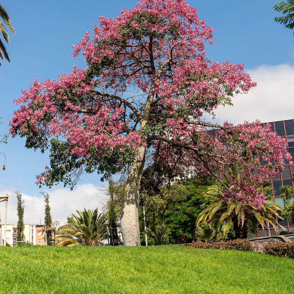 Chorisia ou Ceiba speciosa - Faux Kapokier, Arbre bouteille