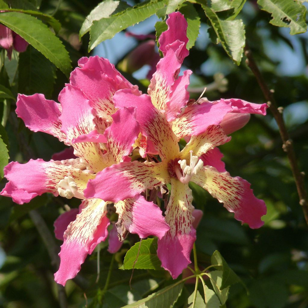 Chorisia ou Ceiba speciosa - Faux Kapokier, Arbre bouteille