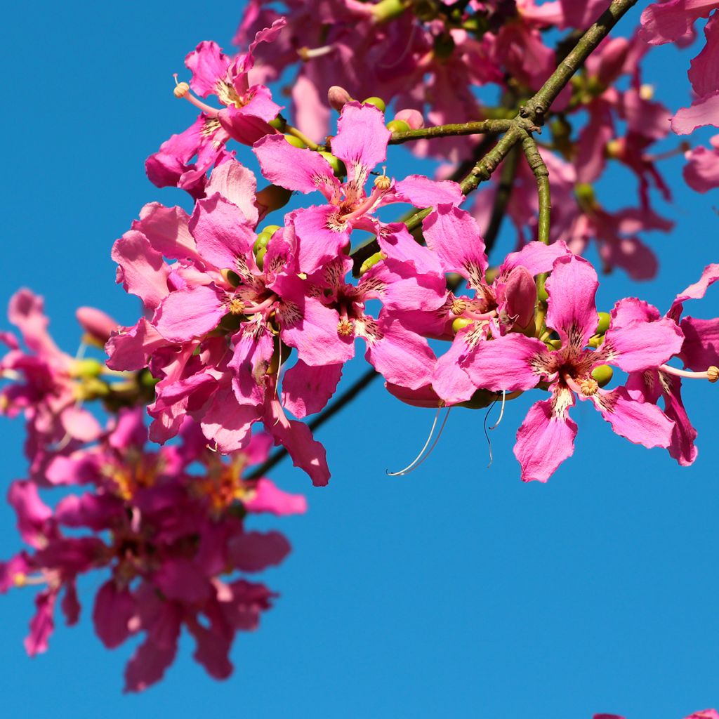 Chorisia ou Ceiba speciosa - Faux Kapokier, Arbre bouteille