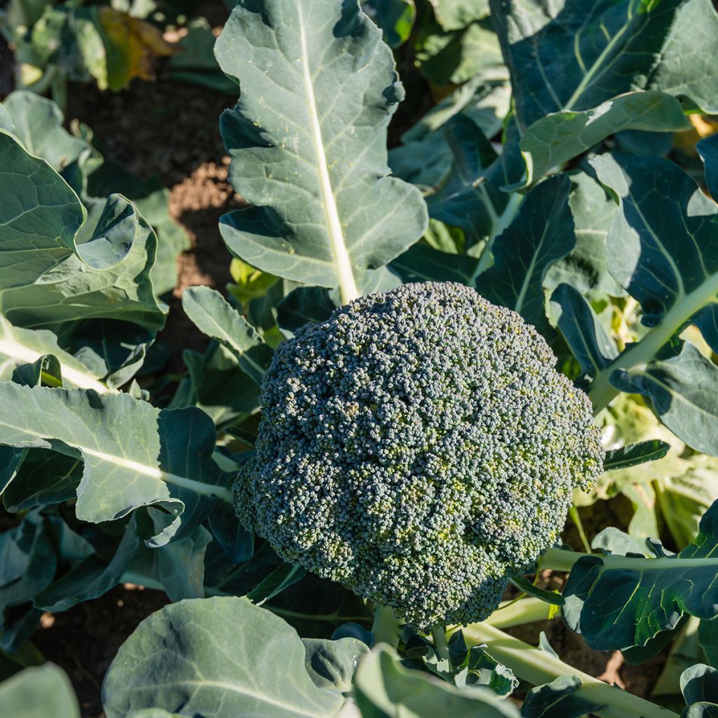 Chou Brocoli Ramoso Calabrese Bio
