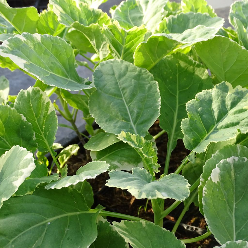 Chou perpétuel Daubenton Popof panaché BIO - Brassica oleracea